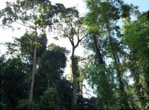 東京龍腦香 東京龍腦香