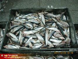 中華青鱗魚 中華青鱗魚