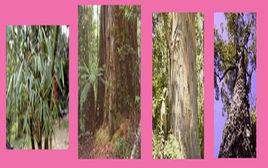 闊葉木漿 闊葉木漿