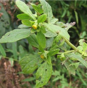天名精內酯酮 天名精內酯酮