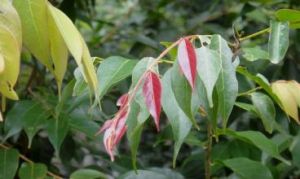 米咀閉花木 米咀閉花木