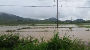 月塘村[浙江省]