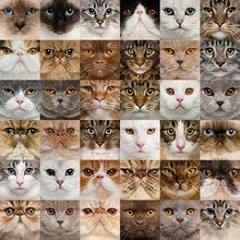 各類貓臉