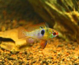 荷蘭鳳凰 荷蘭鳳凰