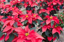 一品紅[大戟屬植物]