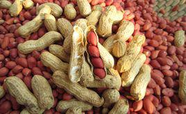 花生紅衣 花生紅衣