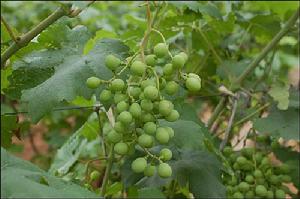 沂源縣大張莊鎮