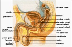 （圖）男性泌尿系統