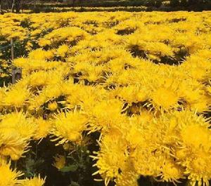 幕沖金絲皇菊 幕沖金絲皇菊