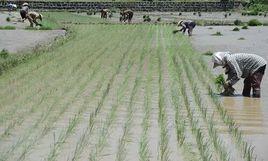 爸媽恩情重如山 爸媽恩情重如山