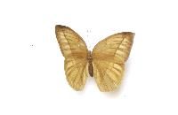 紋環蝶中華亞種