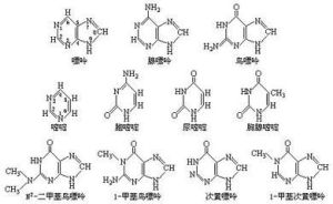 含氮鹼基 含氮鹼基