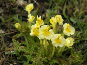 黃花岩居馬先蒿