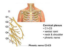頸肩肌筋膜炎 頸肩肌筋膜炎