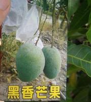黑香芒果 黑香芒果