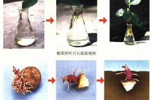 無性生殖 無性生殖