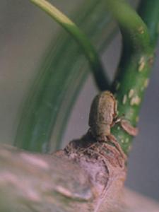 楊梢葉甲 楊梢葉甲