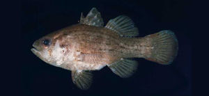 眼斑天竺魚 眼斑天竺魚