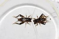 蟋蟀促織 蟋蟀促織