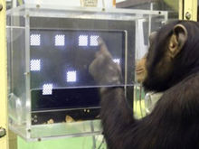 黑猩猩Ayumu短時記憶能夠超越人類