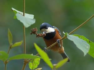 赤腹山雀 赤腹山雀