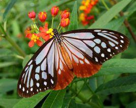 大絹斑蝶 大絹斑蝶