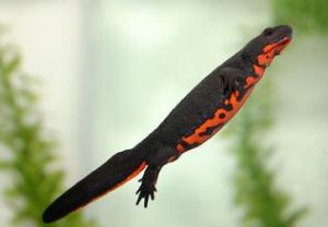 陸巨螈科 陸巨螈科