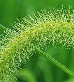 馬尾伸筋草 馬尾伸筋草