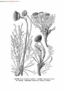 帕米爾苓菊 (圖3)