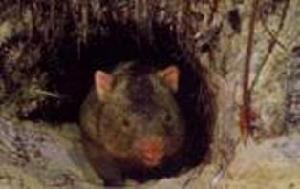 昆士蘭毛鼻袋熊