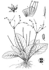 短檐苣苔屬 短檐苣苔屬