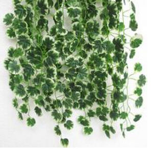 圓葉青藤 圓葉青藤