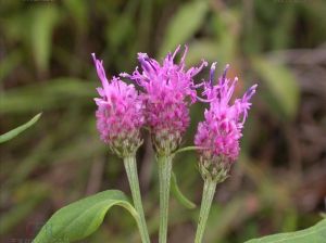 風毛菊屬 風毛菊屬