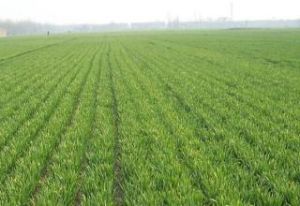 完乾灘村 完乾灘村