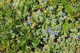 絹毛藍鐘花 絹毛藍鐘花