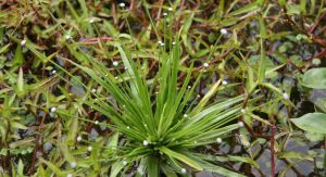 短萼谷精草 短萼谷精草