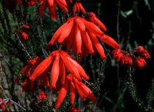 琉璃歐石楠(圖5)