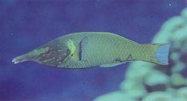 尖嘴青龍 尖嘴青龍