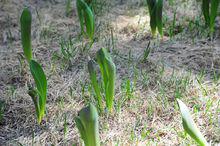 春天的景山公園