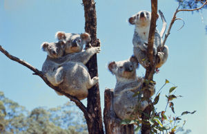 澳洲有袋類 澳洲有袋類