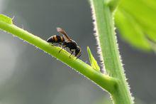 馬蜂[膜翅目胡蜂科動物]