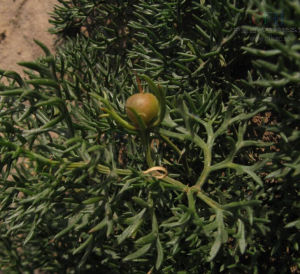 多裂長距紫堇 多裂長距紫堇