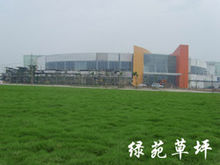 天堂草綠化效果