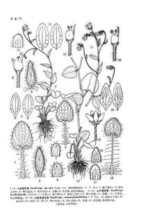 小金虎耳草 小金虎耳草