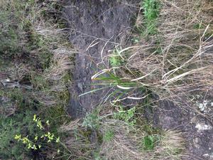 中華檀香 中華檀香