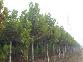 雙贏法桐 雙贏法桐