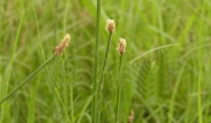 具剛毛扁基荸薺 具剛毛扁基荸薺