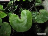 荷葉錢線蕨 荷葉錢線蕨