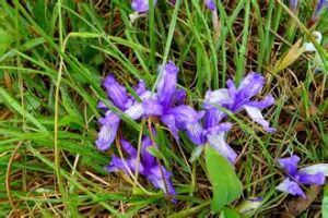 矮紫苞鳶尾 矮紫苞鳶尾