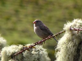 純色栗臀雀 純色栗臀雀
